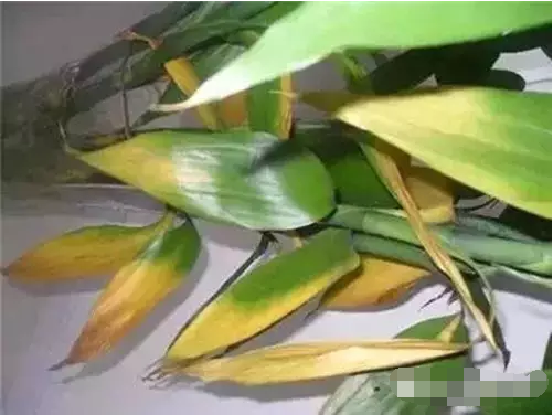 富貴竹葉子發黃圖 富貴竹葉子發黃圖
